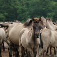 Pferde im Offenstall – Ohne Genehmigung geht es nicht